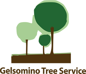 gelsomino tree service